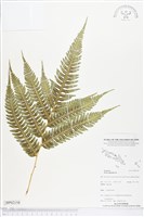 藏品(三腳鳳尾蕨)的圖片