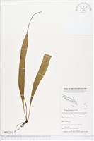 藏品(尖嘴蕨)的圖片