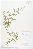 藏品(過山龍)的圖片