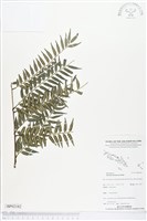藏品()的圖片
