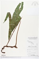 藏品(棱脈蕨)的圖片