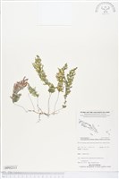 藏品()的圖片