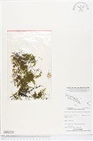 藏品(團扇蕨)的圖片