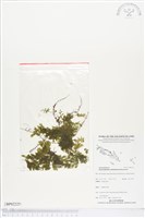 藏品()的圖片