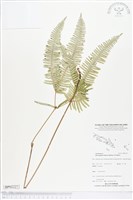 藏品(芒萁)的圖片