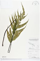 藏品(革葉鐵角蕨)的圖片