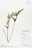 藏品(薄葉碎米蕨)的圖片