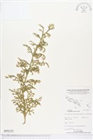 藏品(過山龍)的圖片