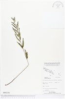 藏品(箭葉鱗始蕨)的圖片