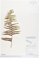 藏品(毛葉腎蕨)的圖片