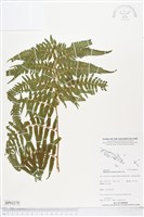 藏品(過溝菜蕨)的圖片