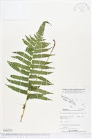 藏品(野小毛蕨)的圖片