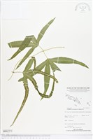 藏品()的圖片