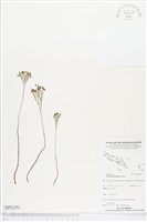 藏品(分枝莎草蕨)的圖片