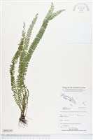 藏品(方柄鱗始蕨)的圖片