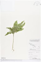 藏品()的圖片