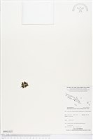 藏品(短柄單葉假脈蕨)的圖片