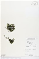 藏品(石生假脈蕨)的圖片