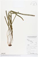 藏品()的圖片