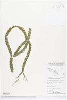 藏品(扁葉馬尾杉、魚鱗馬尾杉)的圖片