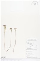 藏品(分枝莎草蕨)的圖片