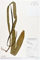 藏品(帶狀瓶爾小草)的圖片