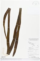 藏品(帶狀瓶爾小草)的圖片