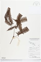 藏品(芒萁)的圖片