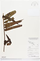 藏品()的圖片