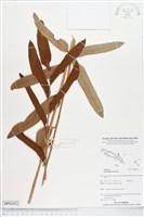 藏品(鹵蕨)的圖片