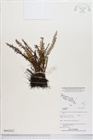 藏品()的圖片