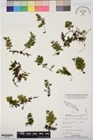 藏品(南洋假脈蕨)的圖片