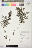 藏品(大葉瓶蕨)的圖片