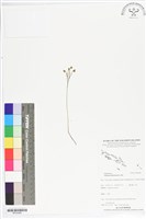 藏品(分枝莎草蕨)的圖片