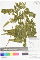 藏品(熱帶鱗蓋蕨)的圖片