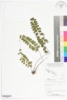 藏品(月芽鐵線蕨)的圖片