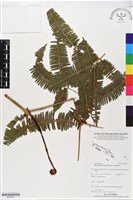 藏品(芒萁)的圖片