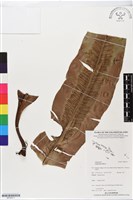 藏品(臺灣山蘇花)的圖片