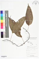 藏品(海岸擬茀蕨、海岸星蕨)的圖片