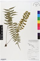 藏品(鈍齒鐵角蕨)的圖片