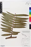 藏品(蘭嶼觀音座蓮)的圖片