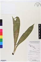 藏品()的圖片