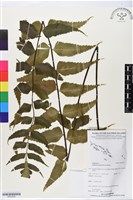 藏品(革葉鐵角蕨)的圖片