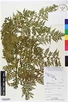 藏品(大羽鐵角蕨)的圖片