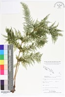 藏品(毛桿蕨)的圖片