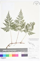 藏品(陰石蕨、陰地蕨)的圖片