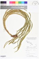 藏品(覆葉石松)的圖片