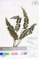 藏品(菲律賓厚葉蕨)的圖片