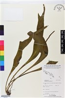 藏品(帶狀瓶爾小草)的圖片