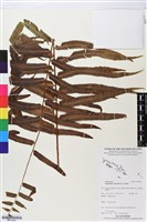 藏品(腎蕨)的圖片